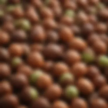 Nutritional Profile of Acorns An infographic showing the nutritional benefits of acorns, designed for informative purposes.